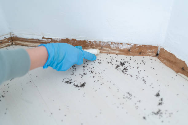 Best Termite Control Services  in Pine Grove Mills, PA